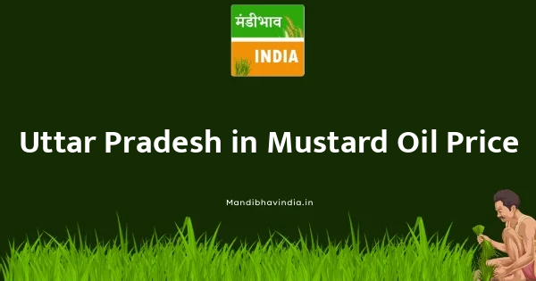 Mustard Oil भाव